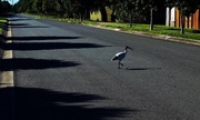 21st May 2016 - Why did the Ibis cross the road ??