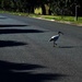 Why did the Ibis cross the road ?? by happysnaps