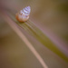 Snoozing snail by jodies