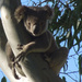 hooter by koalagardens