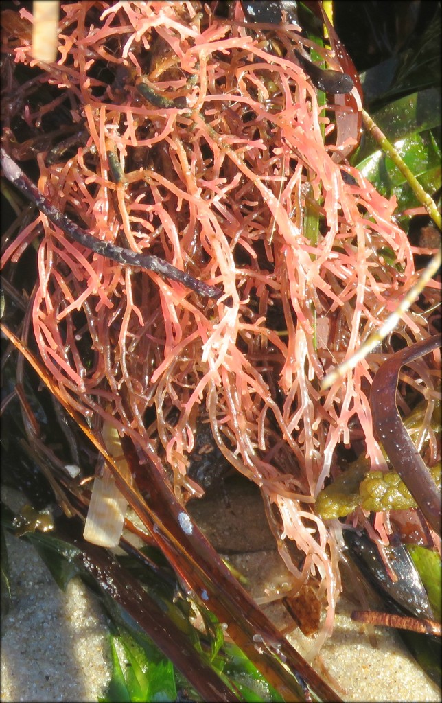 fresh seaweed salad by cruiser