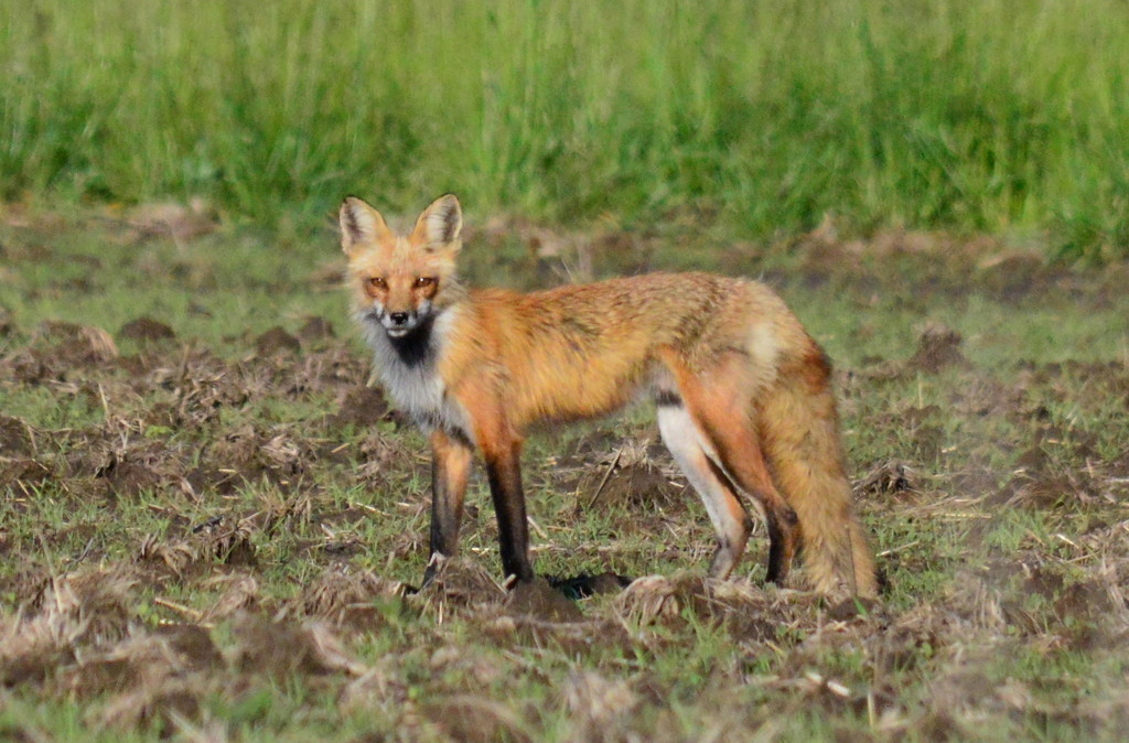Hello, Mr. Fox by kareenking
