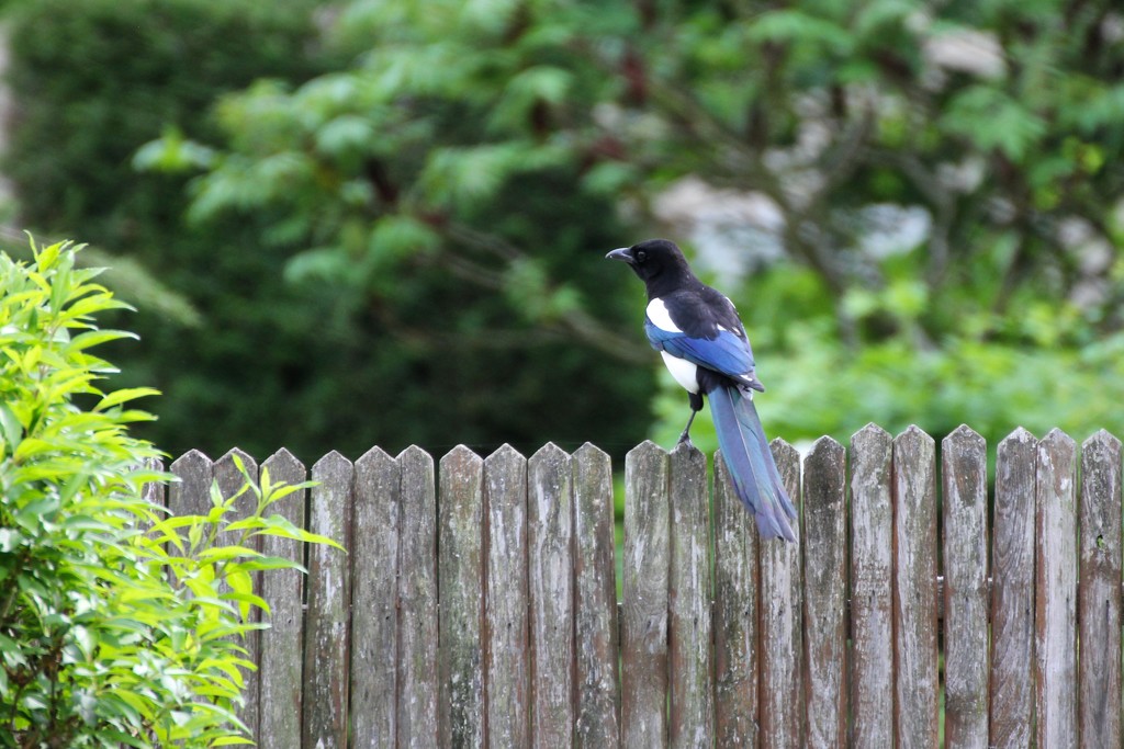 One for sorrow by jamibann