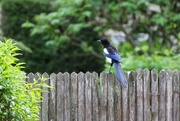 21st May 2016 - One for sorrow