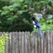 One for sorrow by jamibann