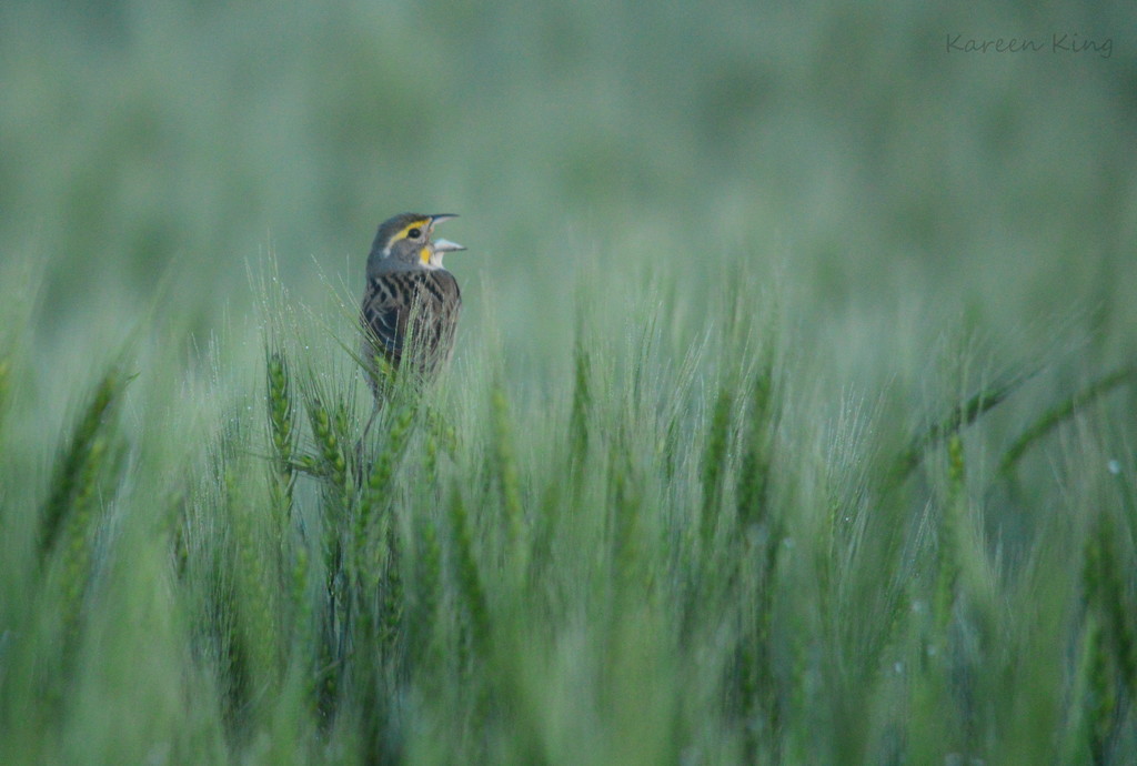 The Field is Alive . . . With the Sound of Music by kareenking