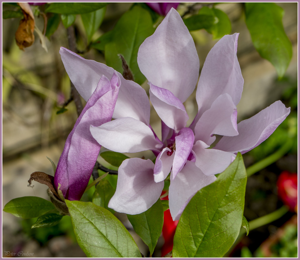 Purple Lily Magnolia by pcoulson