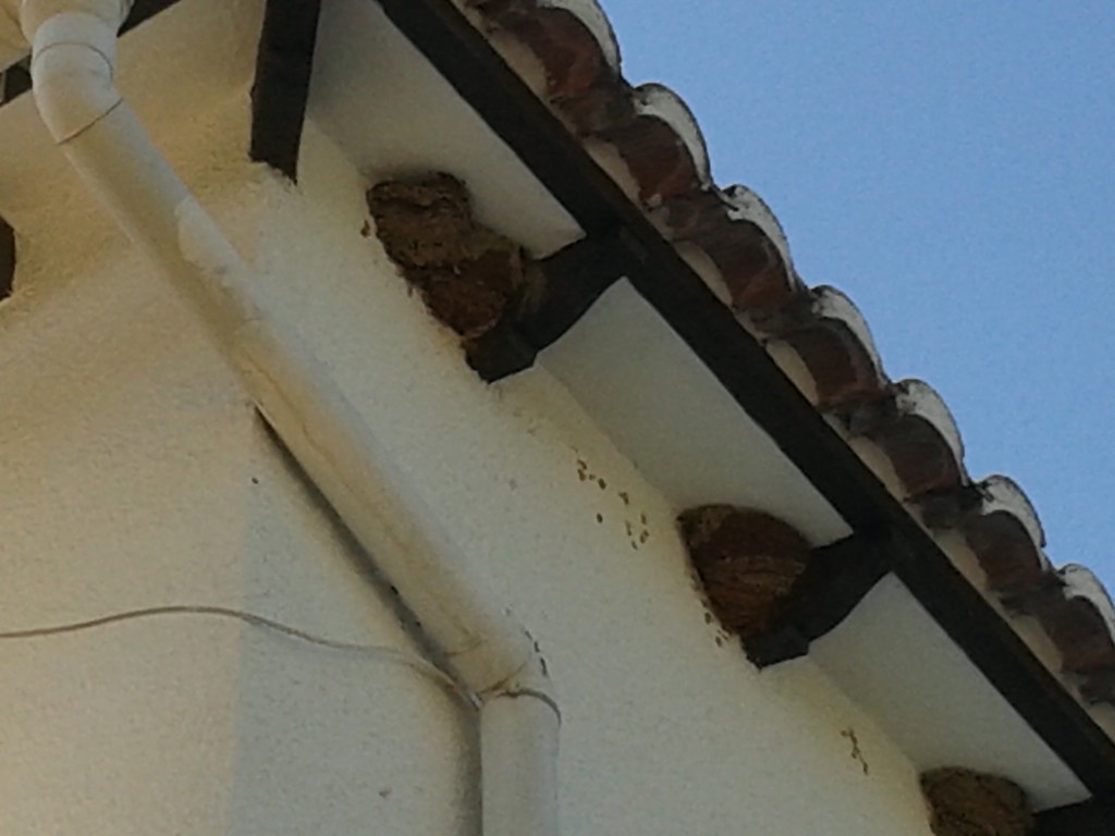 Swifts or house martins?  by chimfa