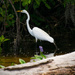 Egret, searching the roots! by rickster549