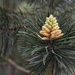 Young pine cone by helenm2016