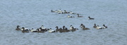21st May 2016 - Eiders