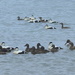 Eiders by lifeat60degrees