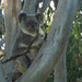 bellyful by koalagardens