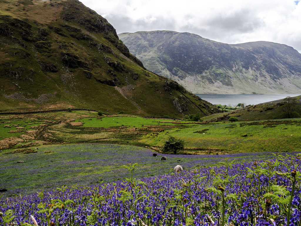 Rannerdale bluebells by inthecloud5