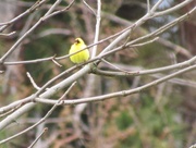2nd May 2016 - Goldfinch