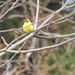 Goldfinch by mlwd