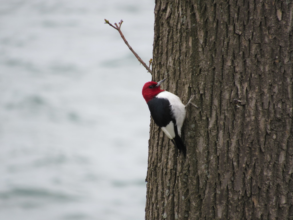 Redheaded Woodpecker by mlwd