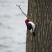 Redheaded Woodpecker by mlwd