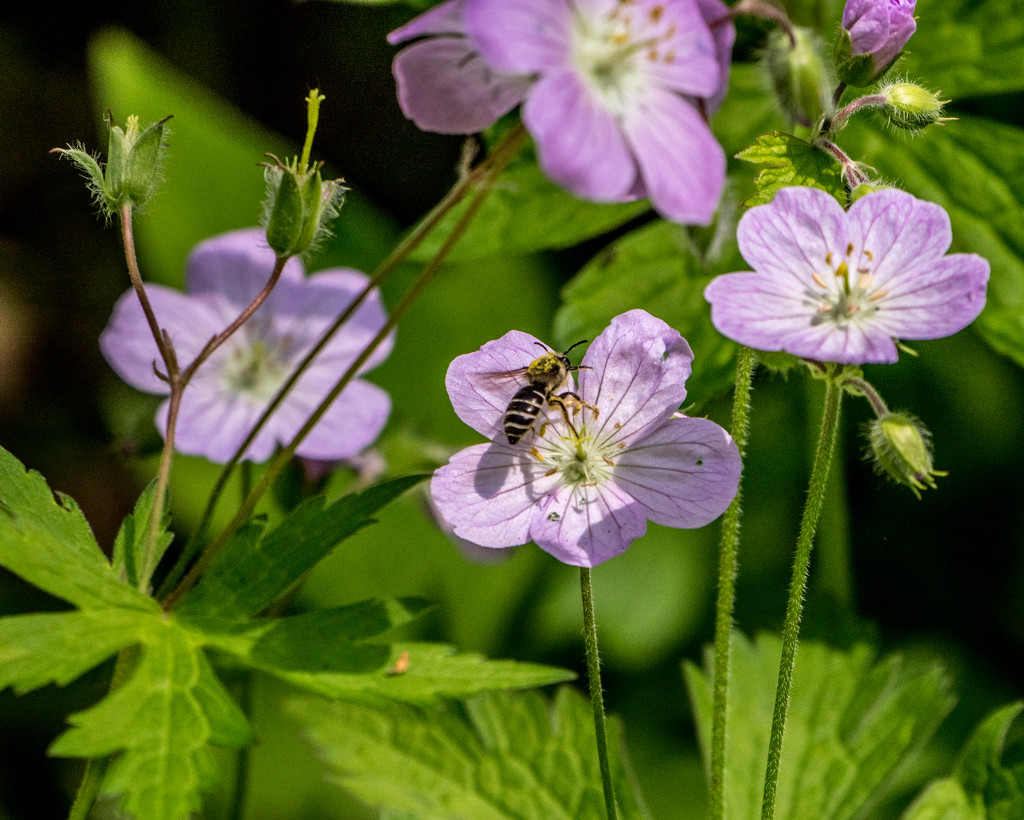 Geranium with Bee Landed by rminer