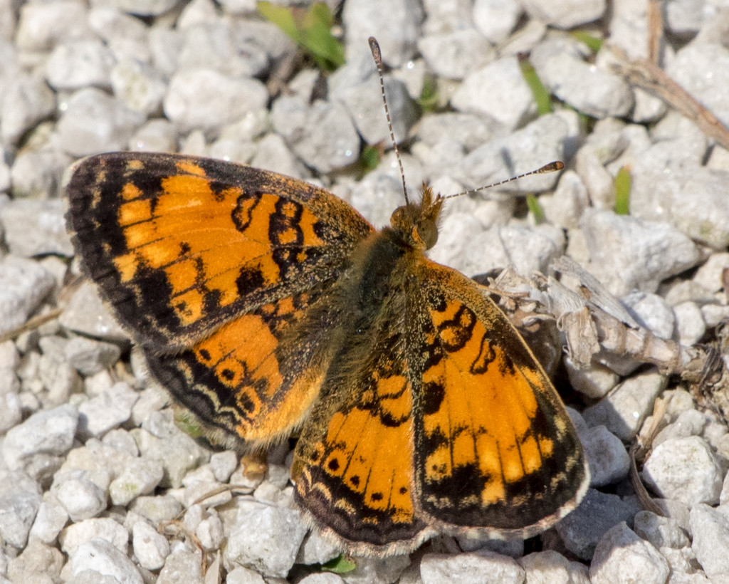 Pearl Crescent by rminer