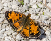 19th May 2016 - Pearl Crescent