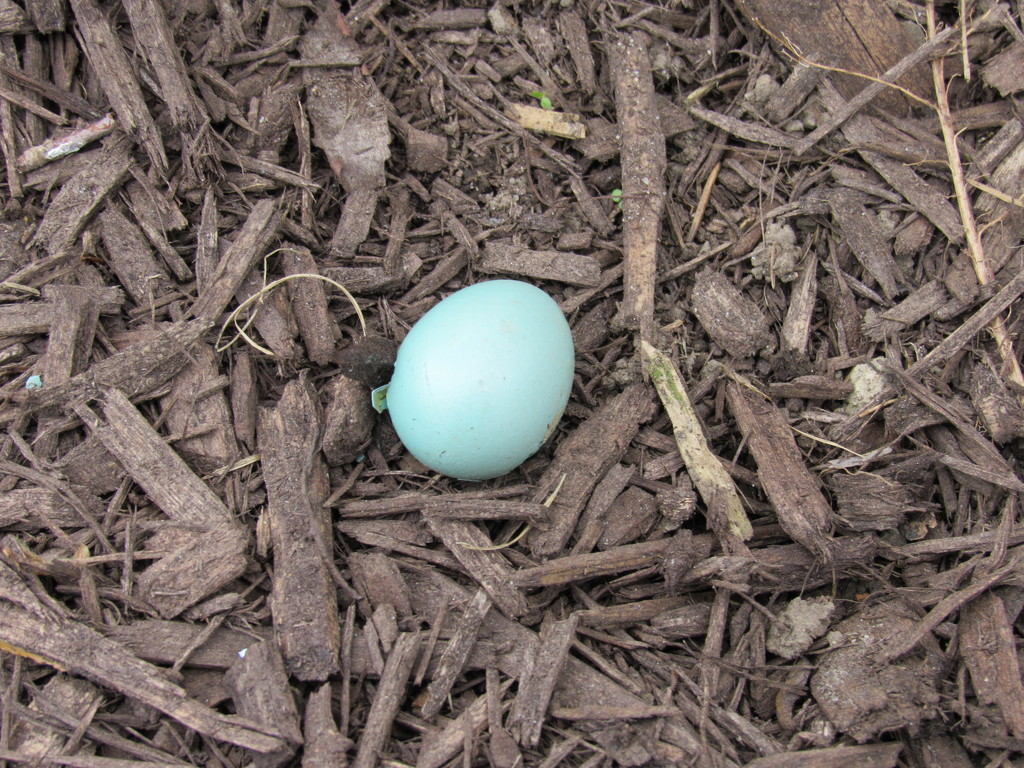 Robin Egg Blue by mlwd