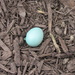Robin Egg Blue by mlwd