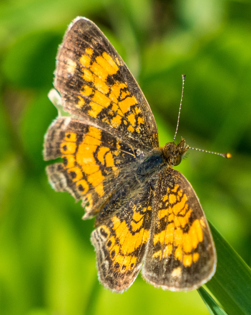 Pearl Crescent Butterfly Closeup by rminer