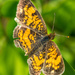 Pearl Crescent Butterfly Closeup by rminer