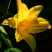 First Daylily...SOOC by thewatersphotos