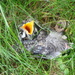 Baby bird  by susanharvey