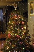 5th Dec 2010 - O Christmas Tree