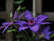 21st May 2016 - Clematis
