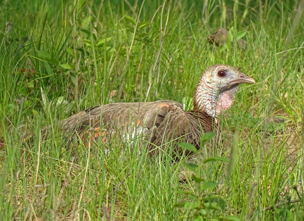Wild Turkey by annepann
