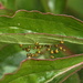 Argiope aurantia spiderlings. by meotzi