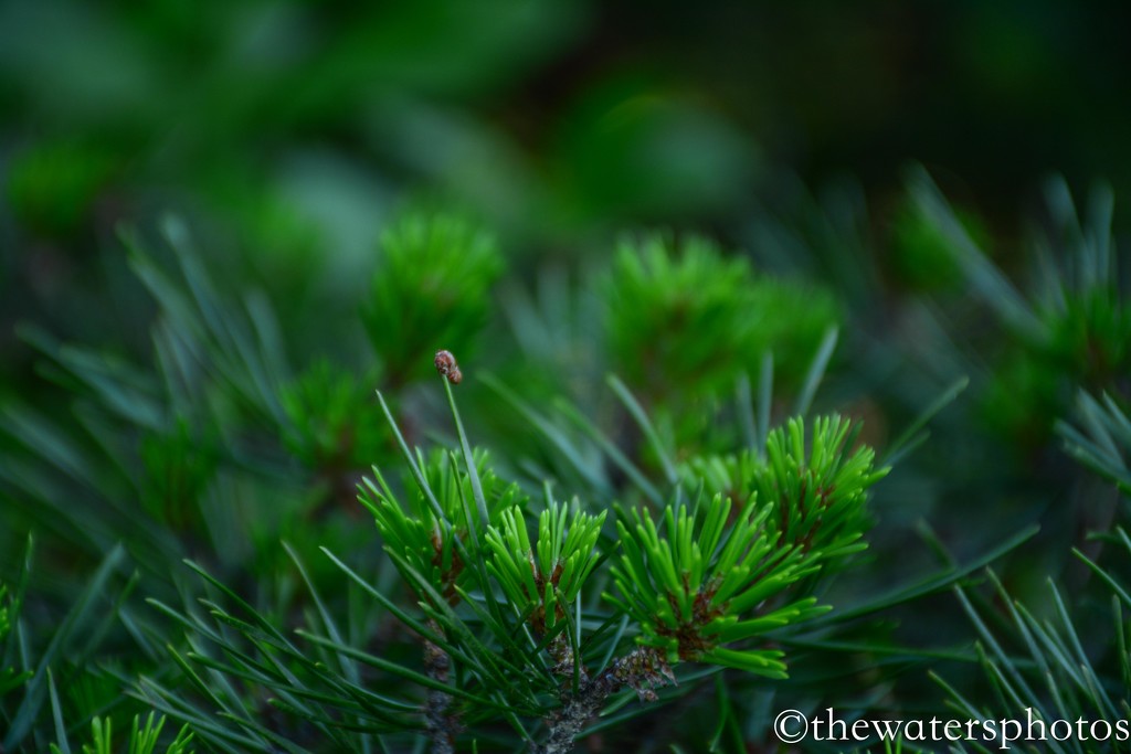 Pine tree by thewatersphotos