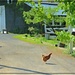 A Chicken in the Road by olivetreeann
