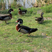 Centennial Park Wood ducks. by hellie