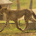 When Cheetah's Fly by joysfocus