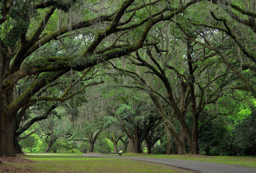 Avenue of Oaks, Charles Towne Landing State Historic Site, Charleston, SC by congaree