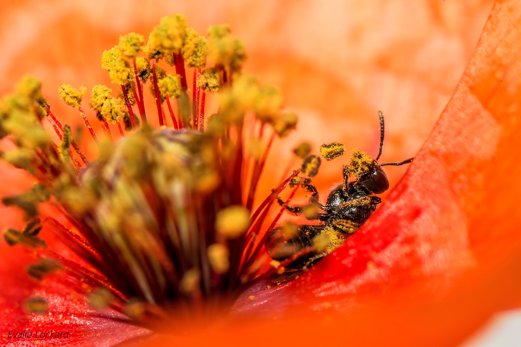 Bee gluttony by evalieutionspics