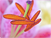 22nd May 2016 - Lily Stamens