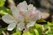 22nd May 2016 - Apple blossom