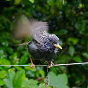 21st May 2016 - STARLING SHENANIGANS - SPIN DRYING