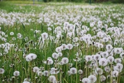 18th May 2016 - Dandelion Clocks