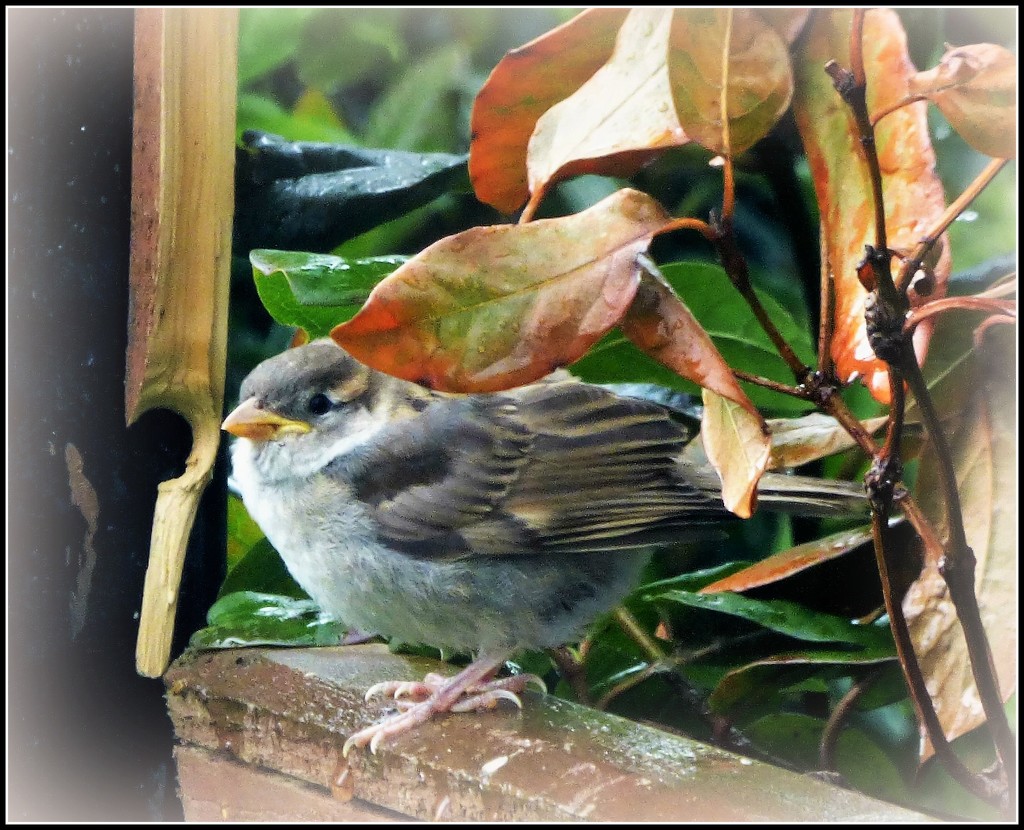 Sparrow fledging  by beryl
