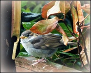 22nd May 2016 - Sparrow fledging 