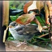 Sparrow fledging  by beryl