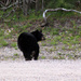Back Yard Bear Leaving by paintdipper