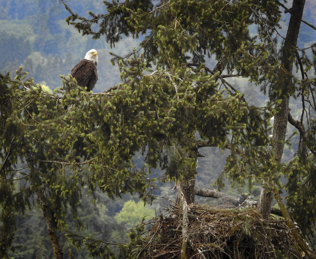 Dad and Eaglet by jgpittenger